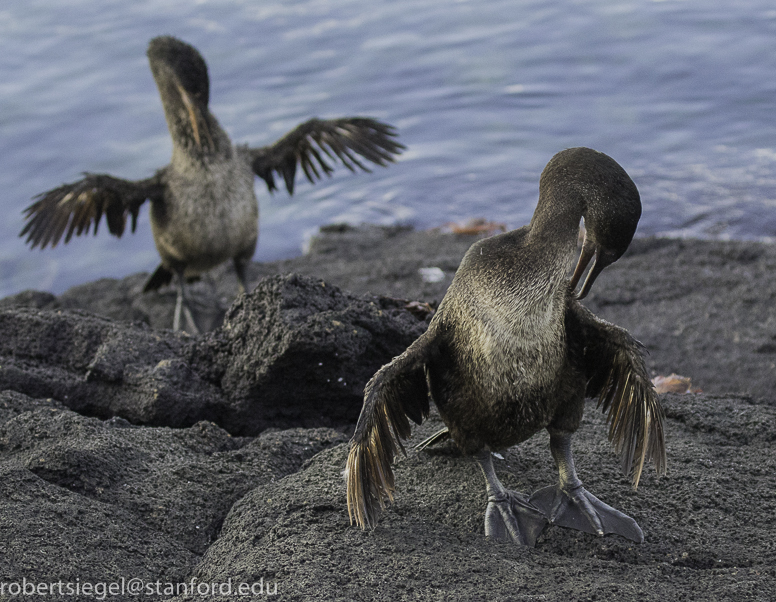 galapagos